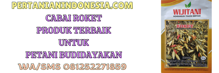 cabe,roket,wijitani,jogja agro lestari,pertanian indonesia